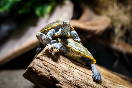 Wasserschildkröten-Terrarium