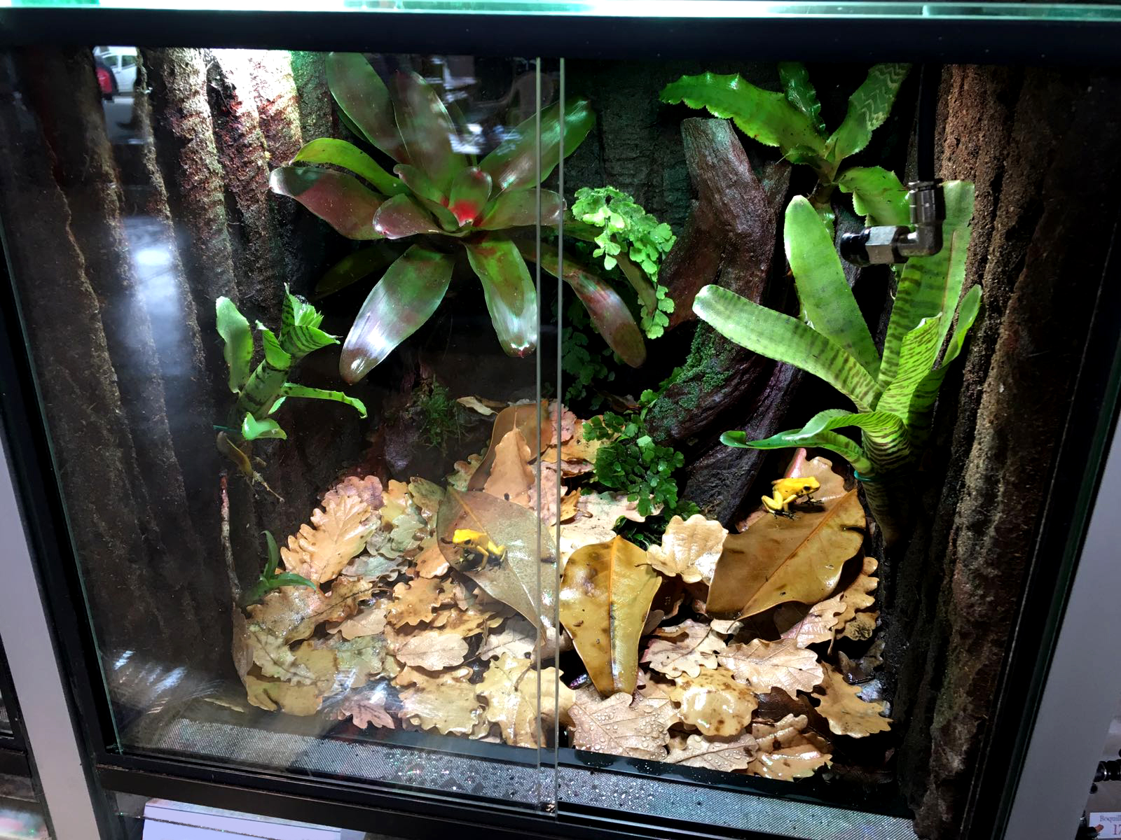 Dendrobaten-/Froschterrarium  100 x 50 x 50 cm (B x T x H)