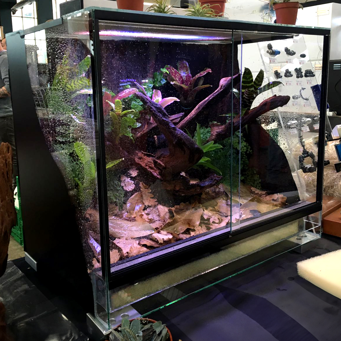 Dendrobaten-/Froschterrarium  80 x 50 x 50 cm (B x T x H)